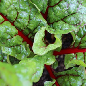 Bright red stems of Rhubarb chard