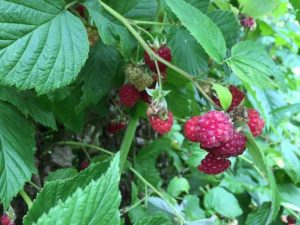 Raspberries in vegetable garden