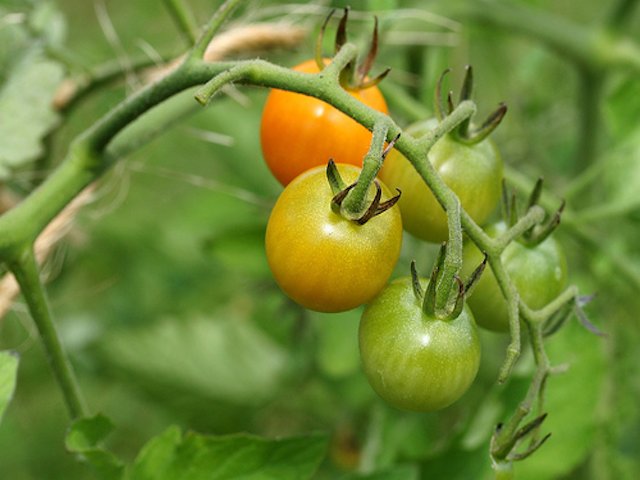 Shirley tomatoews ripening on the vine