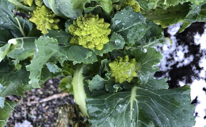 Romanesco Secondary Side Shoots