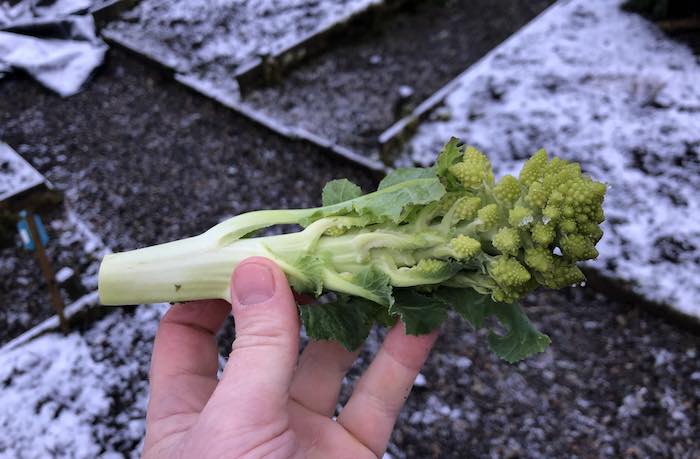 Romanesco secondary side shoot