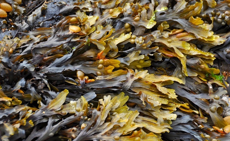 Seaweed