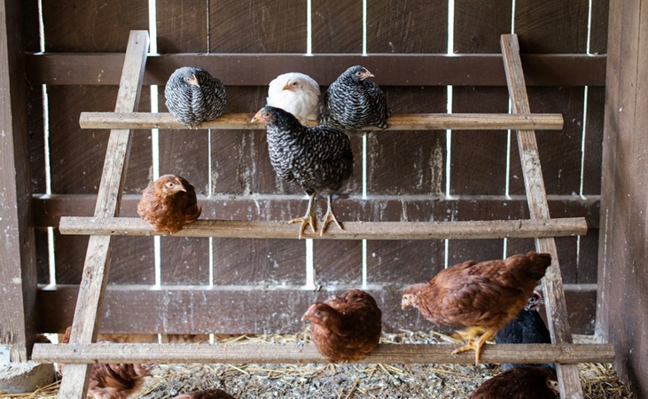 Chickens on roosting perches