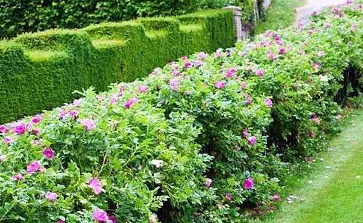Rosa Rugosa hedge