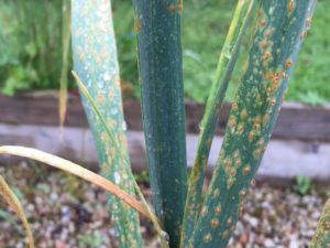 Rust disease galic leaves