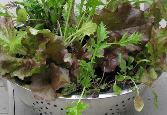 salads in container