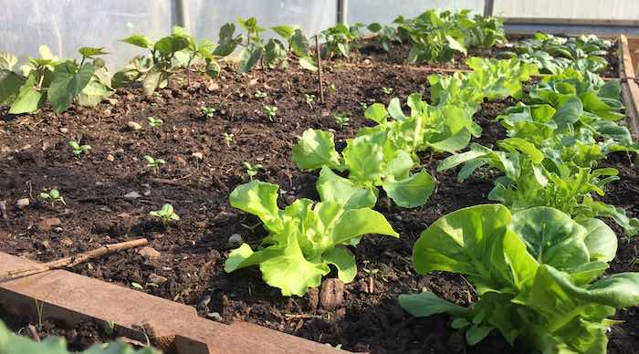 Salad leaves and basil in polytunnel