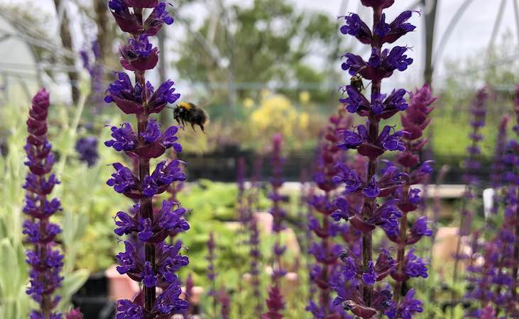 A bee visiting a salvia plant