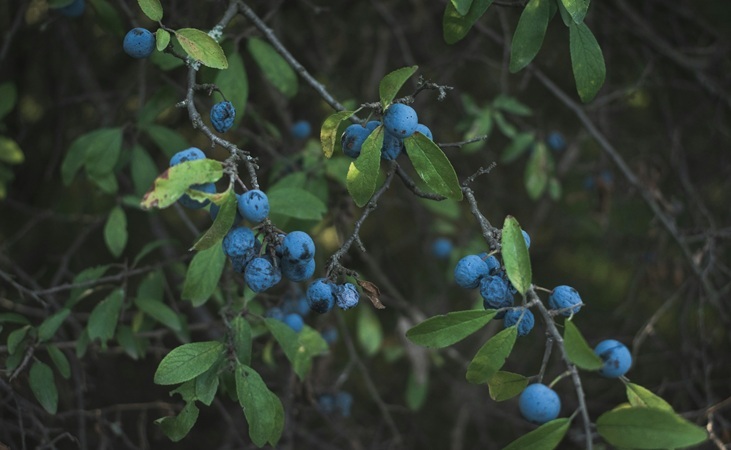 Blackthorn hedge