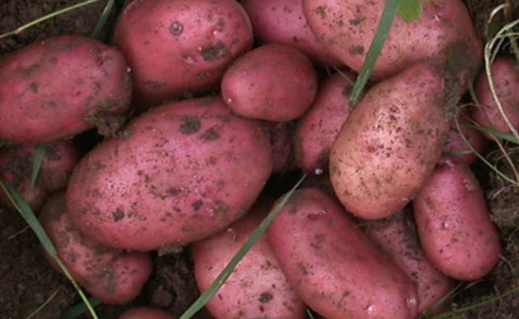 Sarpo Mira, a blight resistant potato