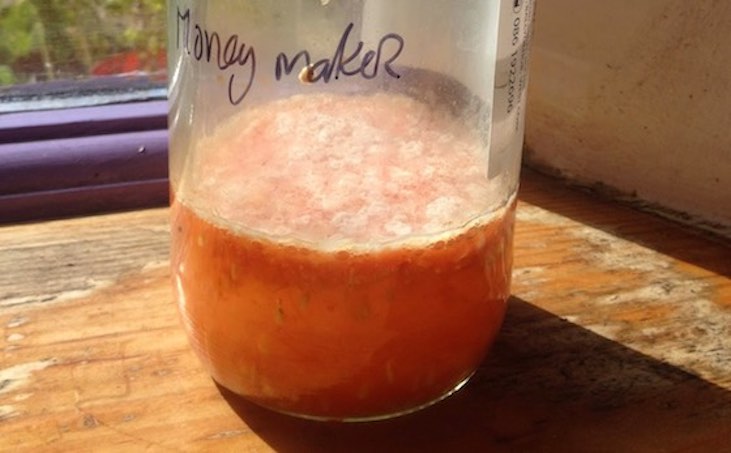 Tomato seed fermentation