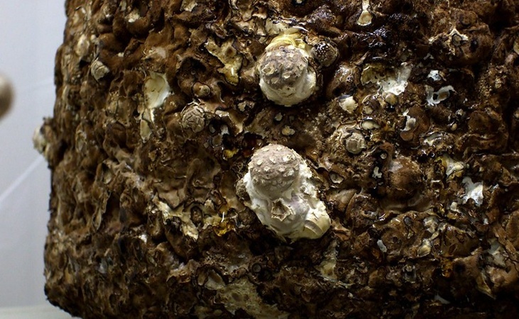 A sawdust block colonized by Shiitake mycelium - credit: Wendell Smith, Flickr CC 2.0