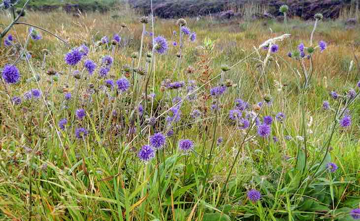 Devil's bit scabious