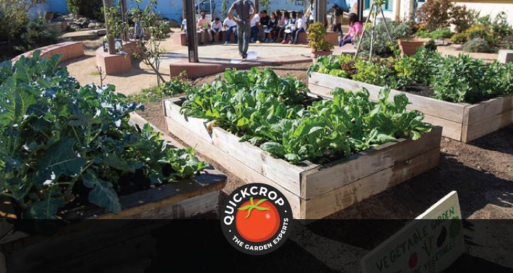 School vegetable garden header