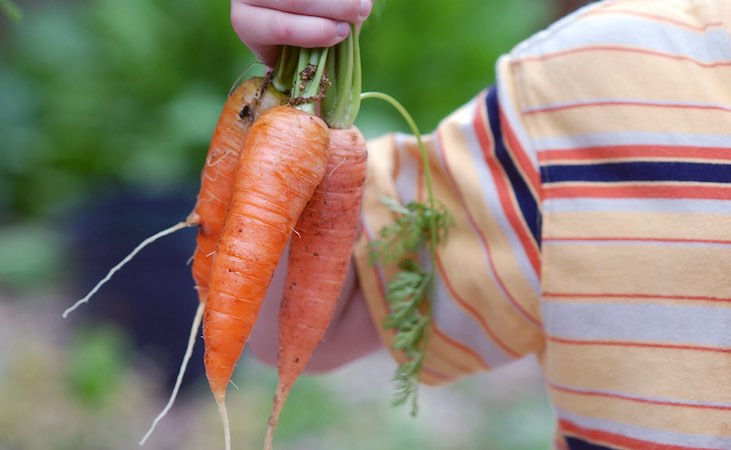 Harvested carrots from the school vegetable garden
