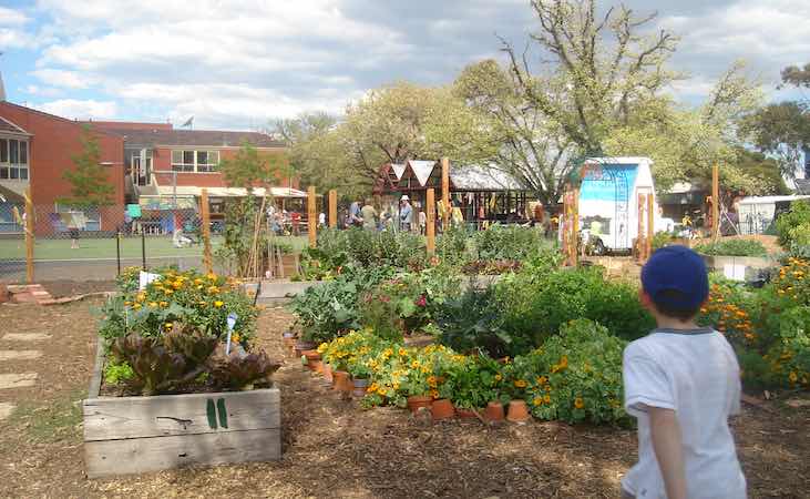 A school vegetable garden project in full bloom