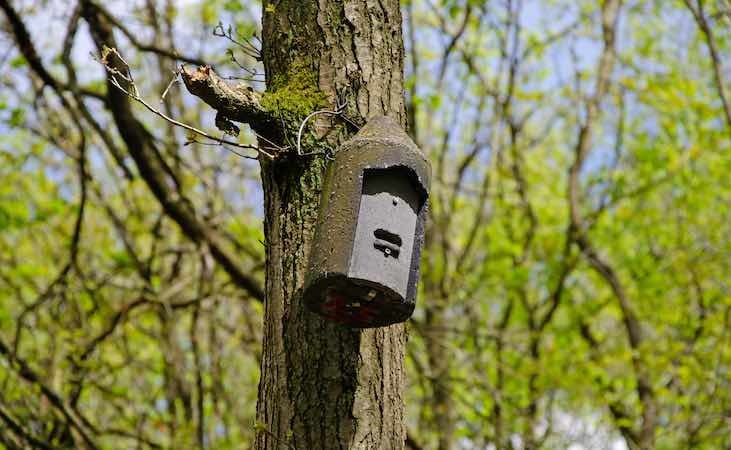 a Schwegler woodcrete bat box hanging on a tree a Schwegler woodcrete bat box hanging on a tree