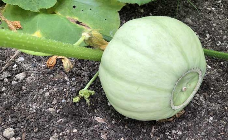'Crown Prince' squash in the polytunnel