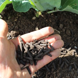 Poultry manure and seaweed pellet