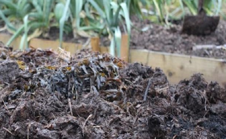 seaweed and manure mulch