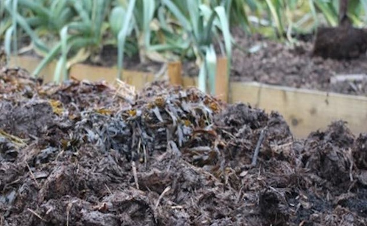 Seaweed and manure mulch