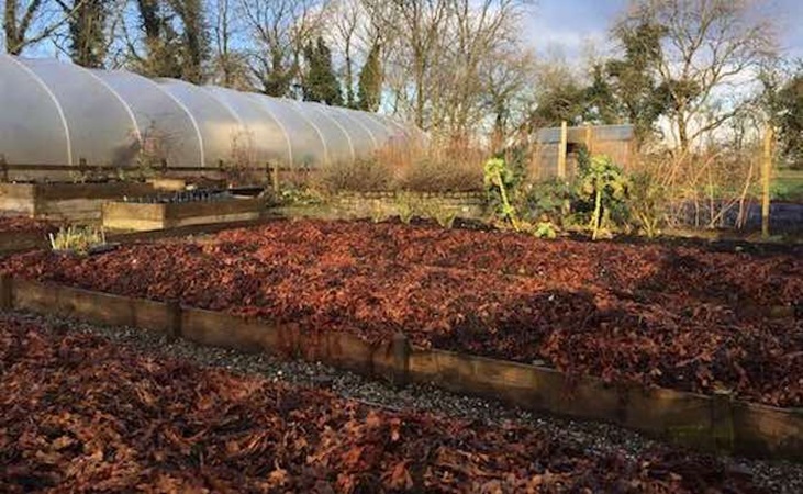Seaweed soil conditioner on raised beds, with polytunnel in the background Seaweed soil conditioner on raised beds, with polytunnel in the background