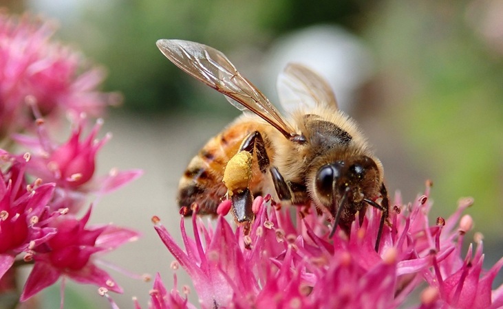 Bee on sedum flowers