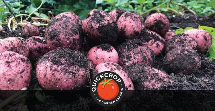 Potatoes - header image