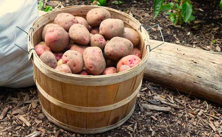 seed potatoes in a barrel