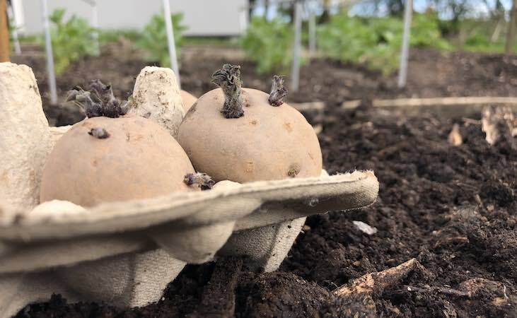 seed potatoes in cardboard holder, ready for planting