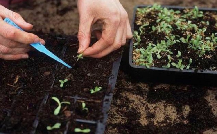 transplanting seedlings to modular trays