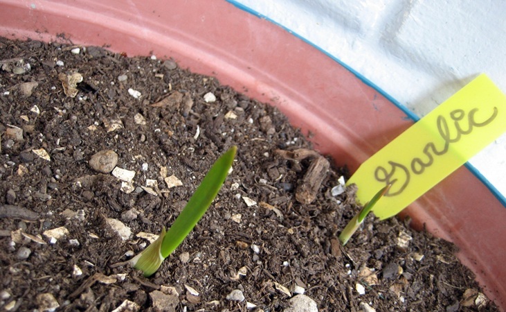 Garlic seedling in container Garlic seedling in container