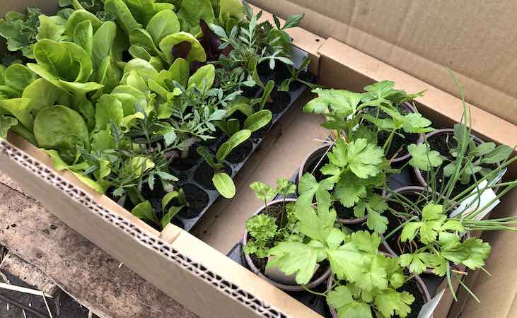 Seedling plants being packed for delivery