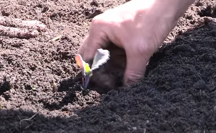 sprouting broccoli seedling freshly planted in outdoor soil
