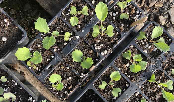 Brassica seedlings in modular trays