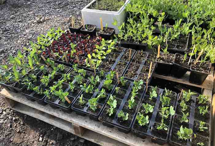 Vegetable seedlings polytunnel