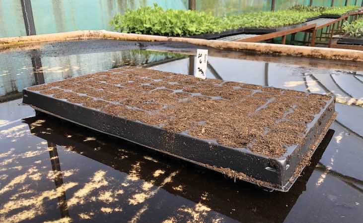 Placing the seedling tray in a shallow water bath