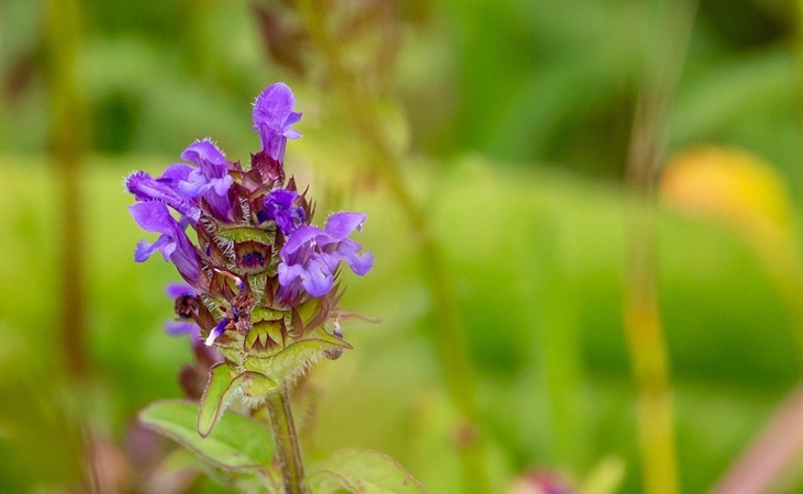 Selfheal