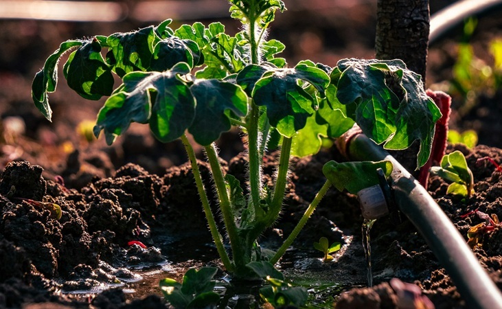 a dripper emitting water around a plant a dripper emitting water around a plant