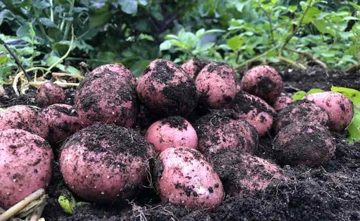 Setanta potatoes surrounded by soil Setanta potatoes surrounded by soil