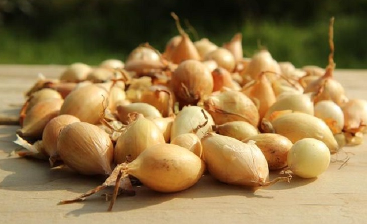 Shallots