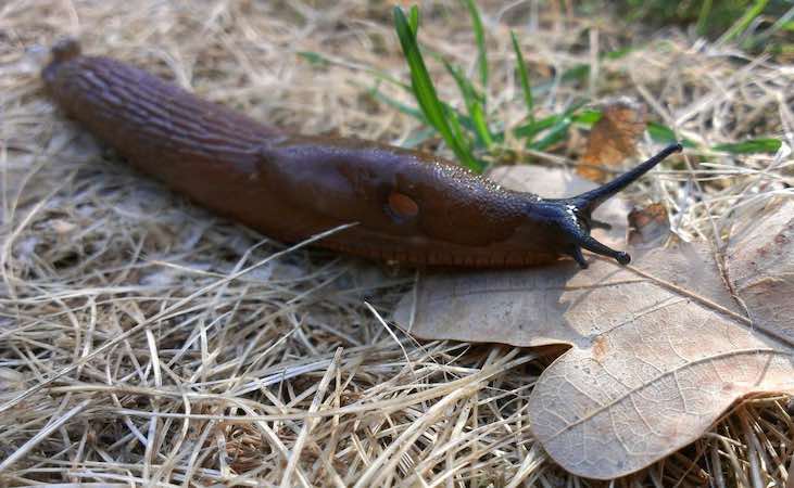 A slug on an oak leaf
