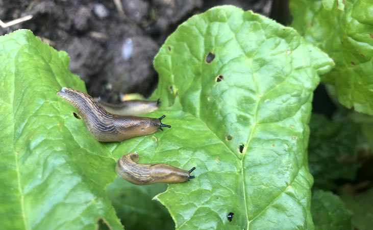 slugs munching on leaves
