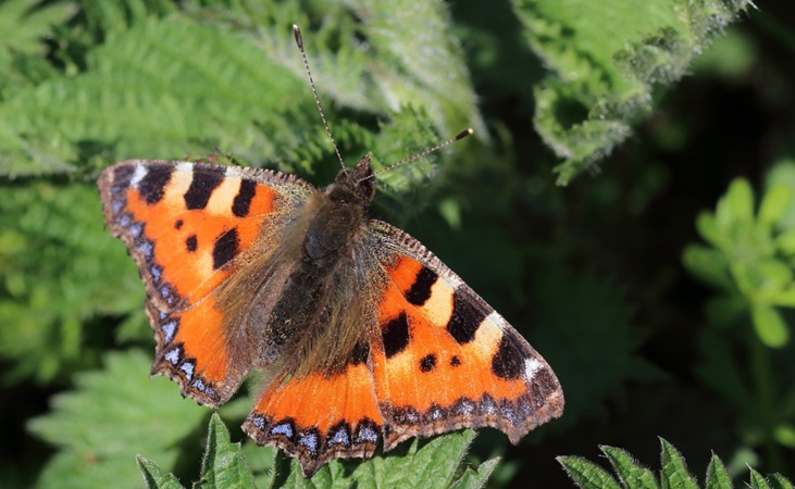 tortoiseshell butterfly