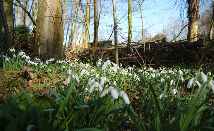 Snowdrops