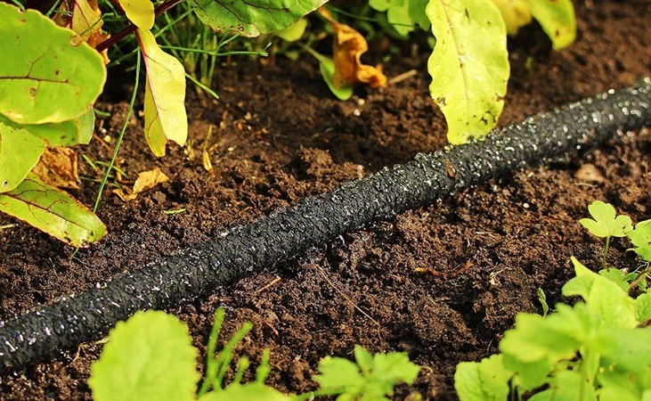 Soaker hose on soil surface Soaker hose on soil surface