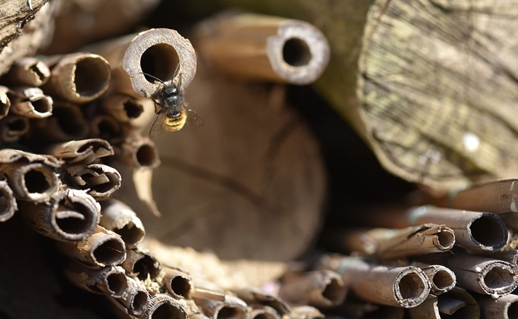 Solitary bees and nesting tubes
