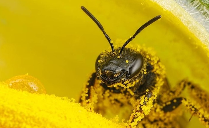 Solitary bee covered in pollen Solitary bee covered in pollen
