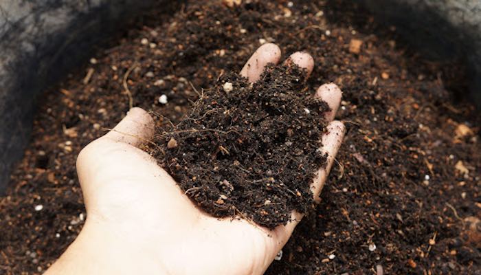 a handful of compost