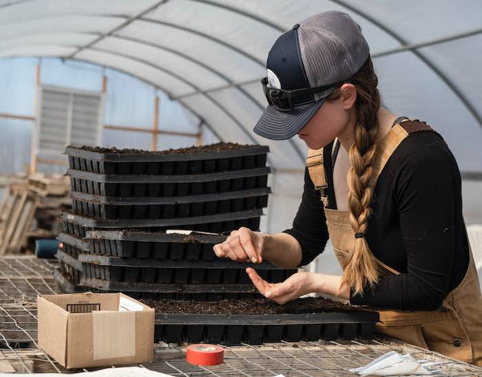 Sowing Seeds in modular trays